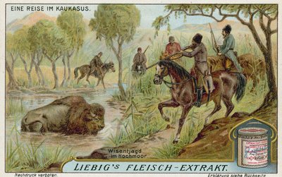 Hunting bison in a swamp by European School