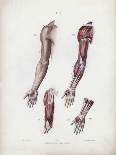 Illustration for The Anatomy of the External Forms of Man: Male arm and hands by European School