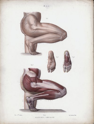 Male leg and foot by European School
