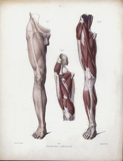 Illustration for The Anatomy of the External Forms of Man: Male leg, front view by European School