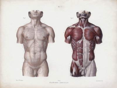 Illustration for The Anatomy of the External Forms of Man: Male torso, front view by European School