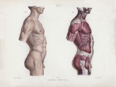 Illustration for The Anatomy of the External Forms of Man: Male torso, side view by European School