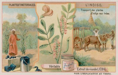 Indigo and Its Transport from India by European School