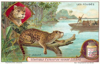 Jaguar by European School