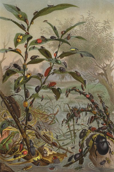 Beetles in Water Distress by European School