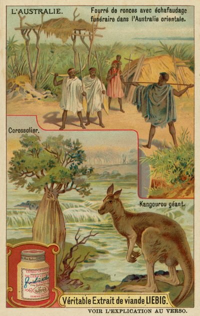 Kangaroo, Sugar-Apple Tree and a Funeral Bier with Covering by European School