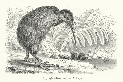 Kiwi-kiwi, or Apteryx by European School