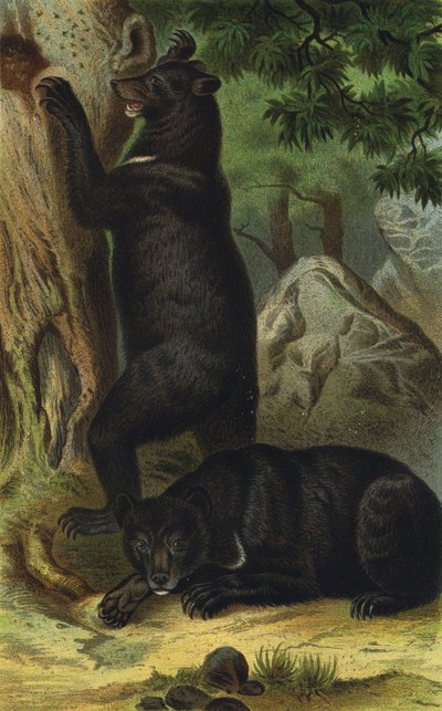 Collared Bear by European School