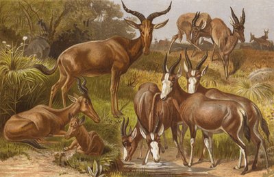 Kudu Antelopes by European School