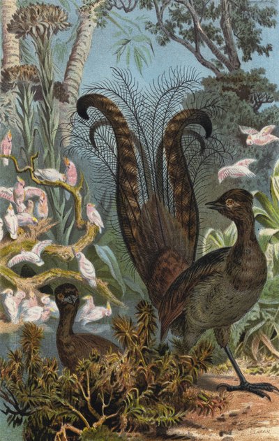 Lyrebird by European School