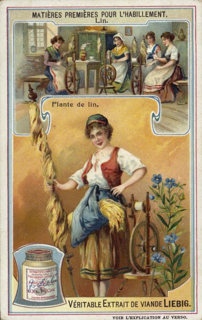 Linen: Flax Plant by European School