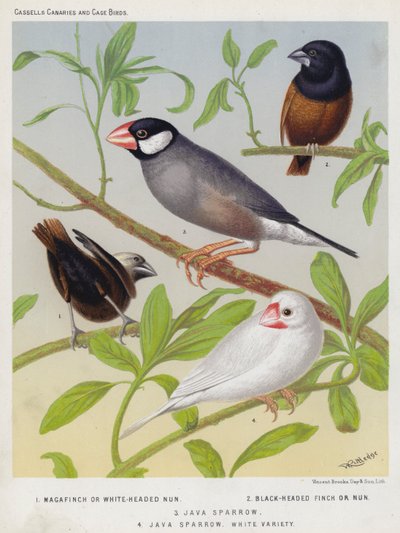 Magafinch or White-Headed Nun, Black-Headed Finch or Nun, Java Sparrow, White Variety by European School