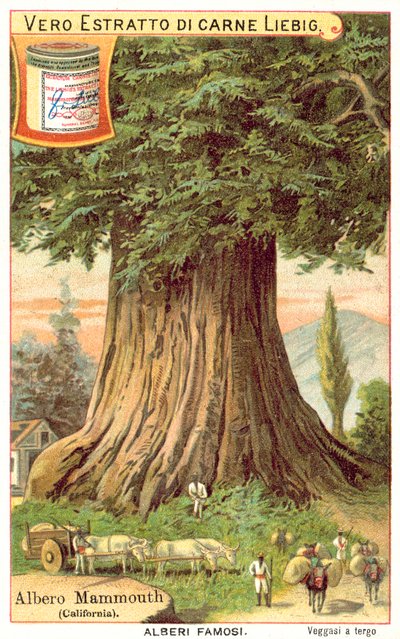 Mammoth Tree, California by European School