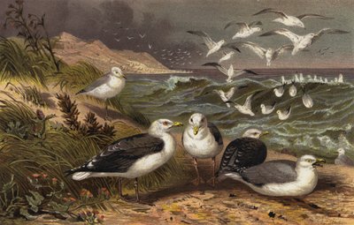 Great Black-backed Gull and Herring Gull by European School
