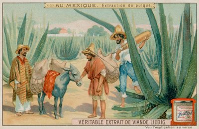 Mexican Extracting Pulque From a Cactus by European School