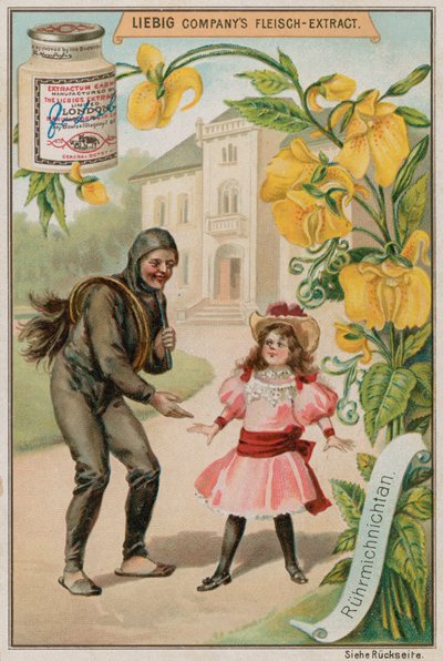 Mimosa by European School