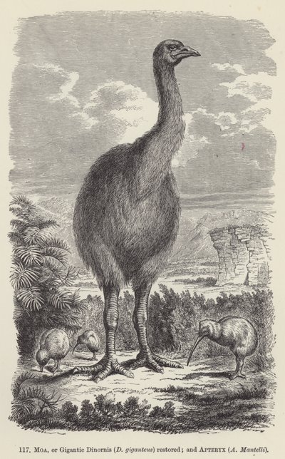 Moa, or Gigantic Dinornis (D giganteus) restored; and Apteryx, A Mantelli by European School