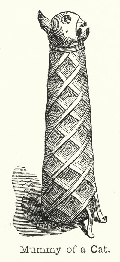 Mummy of a Cat by European School