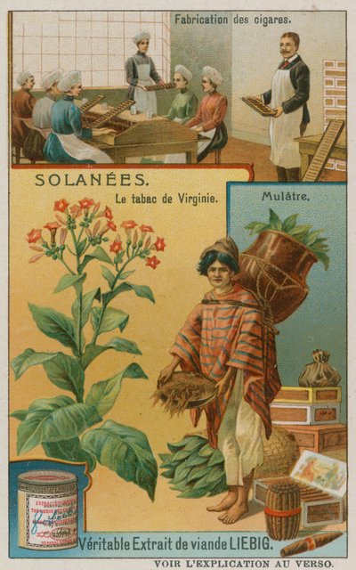 Nicotiana or Tobacco by European School