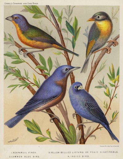 Nonpareil Finch, Yellow Bellied Liothrix or Pekin Nightingale, Common Blue Bird, Indigo Bird by European School