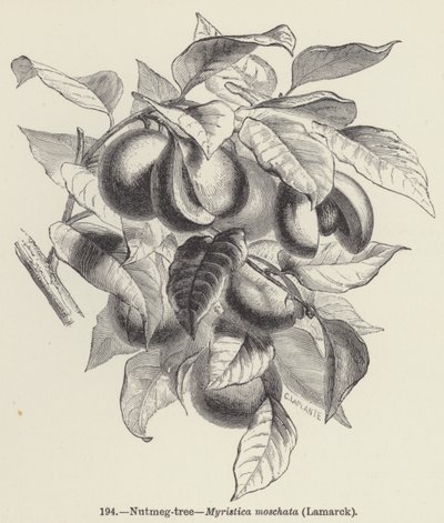 Nutmeg-tree, Myristica moschata, Lamarck by European School