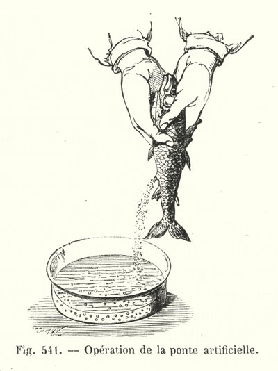 Artificial Spawning Operation (engraving) by European School
