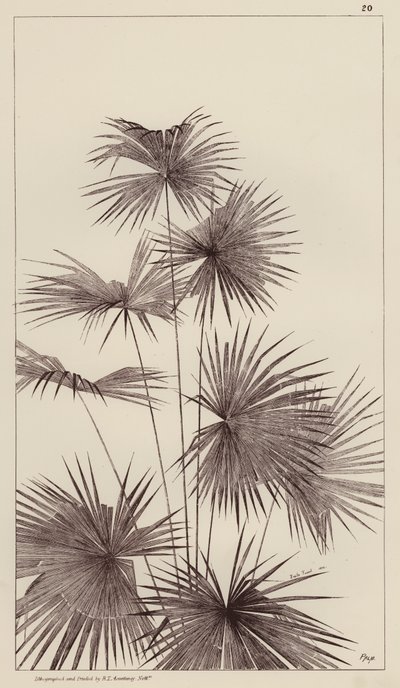 Palm by European School