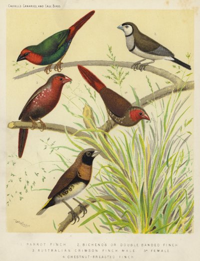 Parrot Finch, Bichenos or Double Banded Finch, Australian Crimson Finch, Male, Female, Chestnut-Breasted Finch by European School