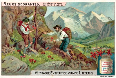 Picking alpine dianthus by European School