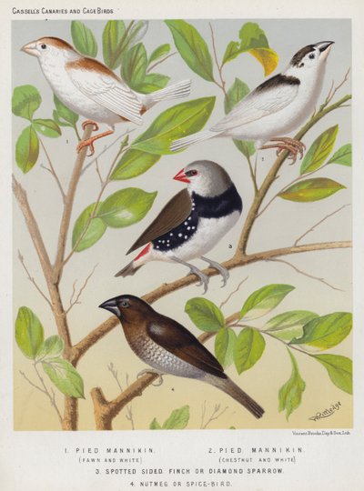 Pied Mannikin, Fawn and White, Chestnut and White, Spotted Sided Finch or Diamond Sparrow, Nutmeg or Spice-Bird by European School