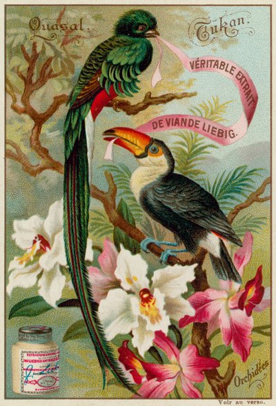 Quetzal, Toucan and Orchids by European School