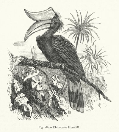 Rhinoceros Hornbill by European School
