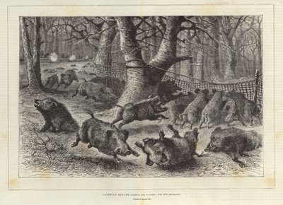 Royal Hunt by European School