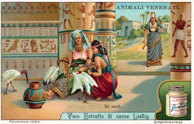 Sacred Ibis in Ancient Egypt by European School