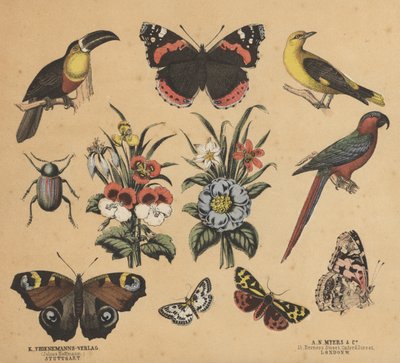 Scraps for Juveniles by European School