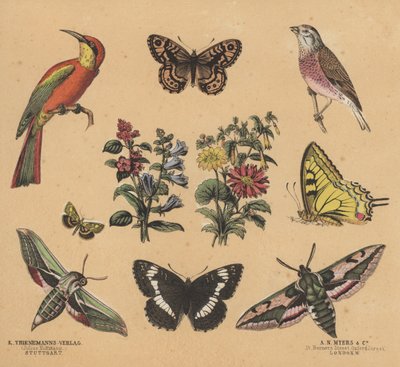 Scraps for Juveniles by European School