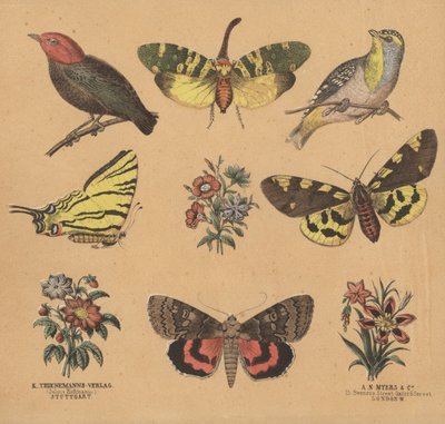 Scraps for Juveniles by European School