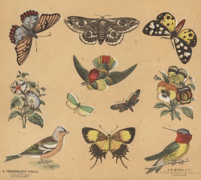 Scraps for Juveniles by European School