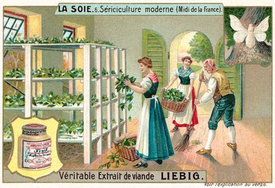 Silk production in the South of France by European School