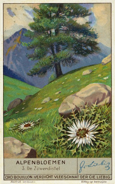 Silver Thistle by European School