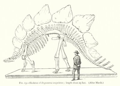 Skeleton of Stegosaurus ungulatus by European School