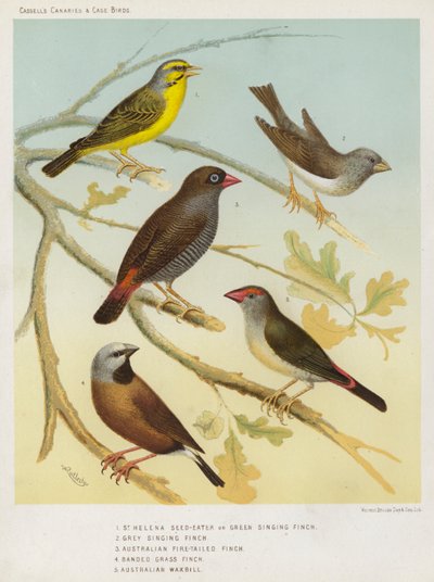 St Helena Seed-Eater or Green Singing Finch, Grey Singing Finch, Australian Fire-Tailed Finch, Banded Grass Finch, Australian Waxbill by European School
