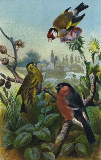 Goldfinch, Siskin and Bullfinch by European School