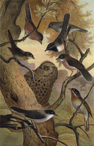 Southern European Warblers by European School