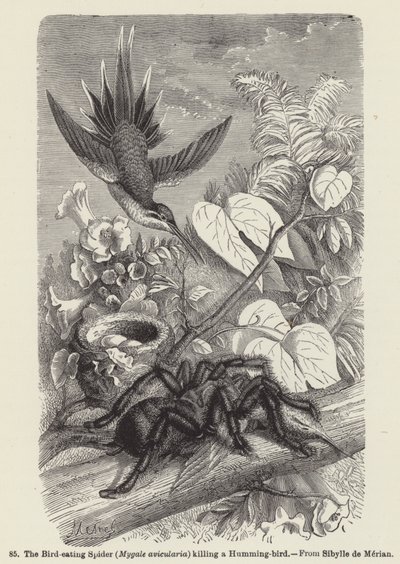 The Bird-eating Spider (Mygale avicularia) Killing a Humming-bird by European School