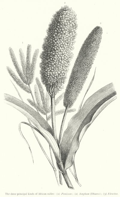 The three principal kinds of African millet by European School