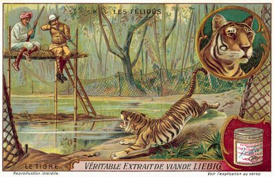 Tiger by European School