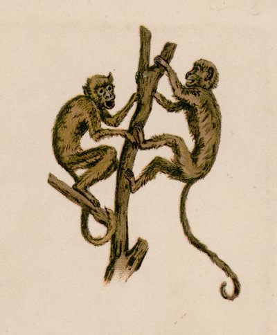 Two Monkeys by European School