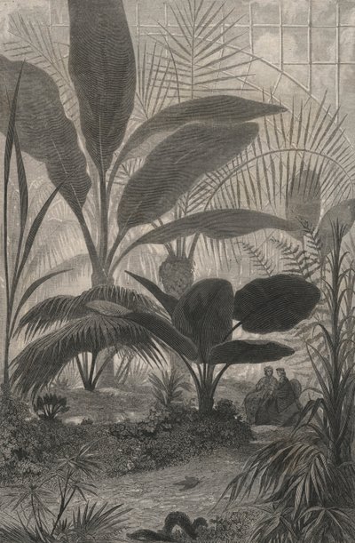 A Winter Garden (engraving) by European School