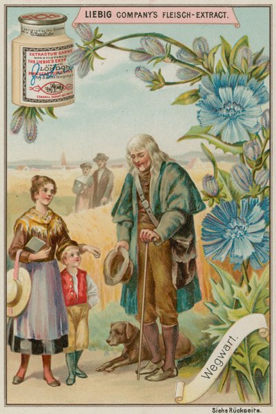 Chicory by European School